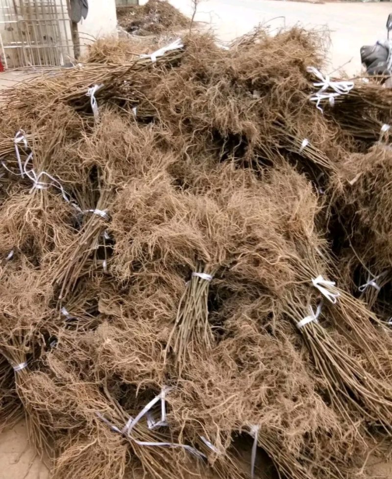 红阳猕猴桃苗包正品包质量《速生生长结果快》成活率高