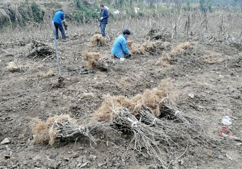 红阳猕猴桃苗包正品包质量《速生生长结果快》成活率高