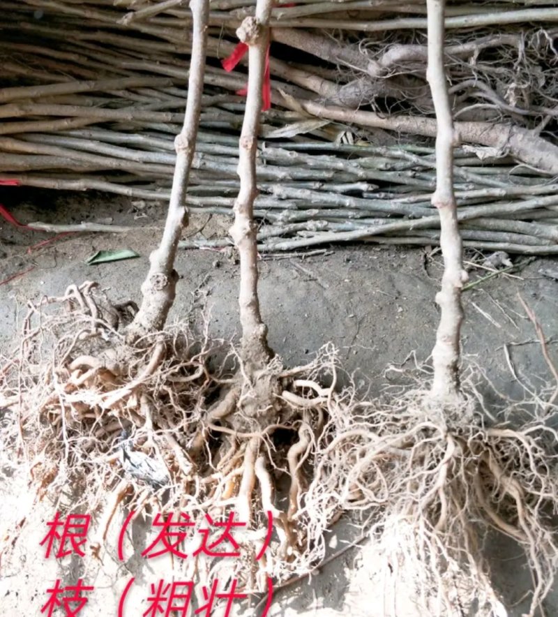 红阳猕猴桃苗包正品包质量《速生生长结果快》成活率高