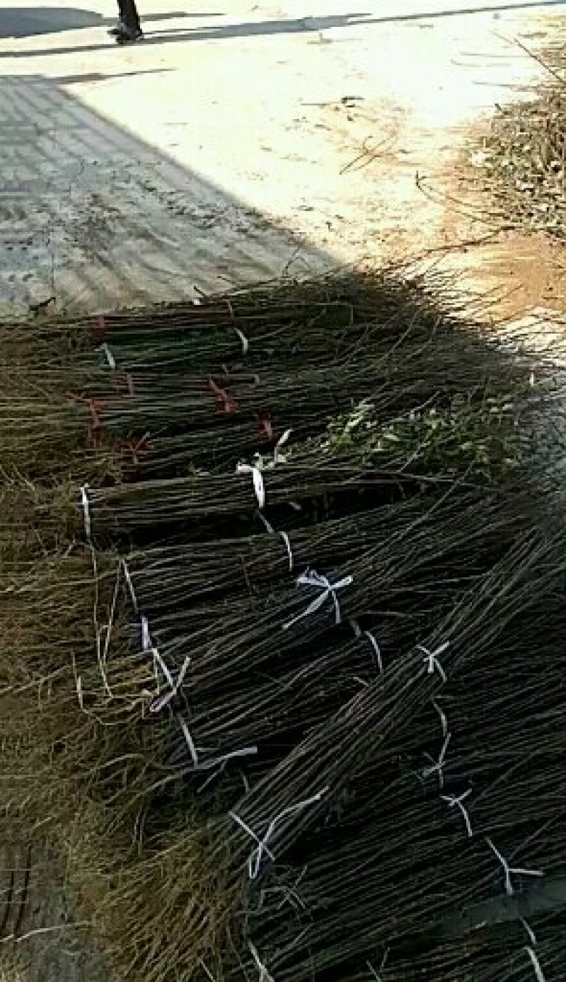 花椒苗大红袍花椒苗花椒苗育苗基地花椒苗批发