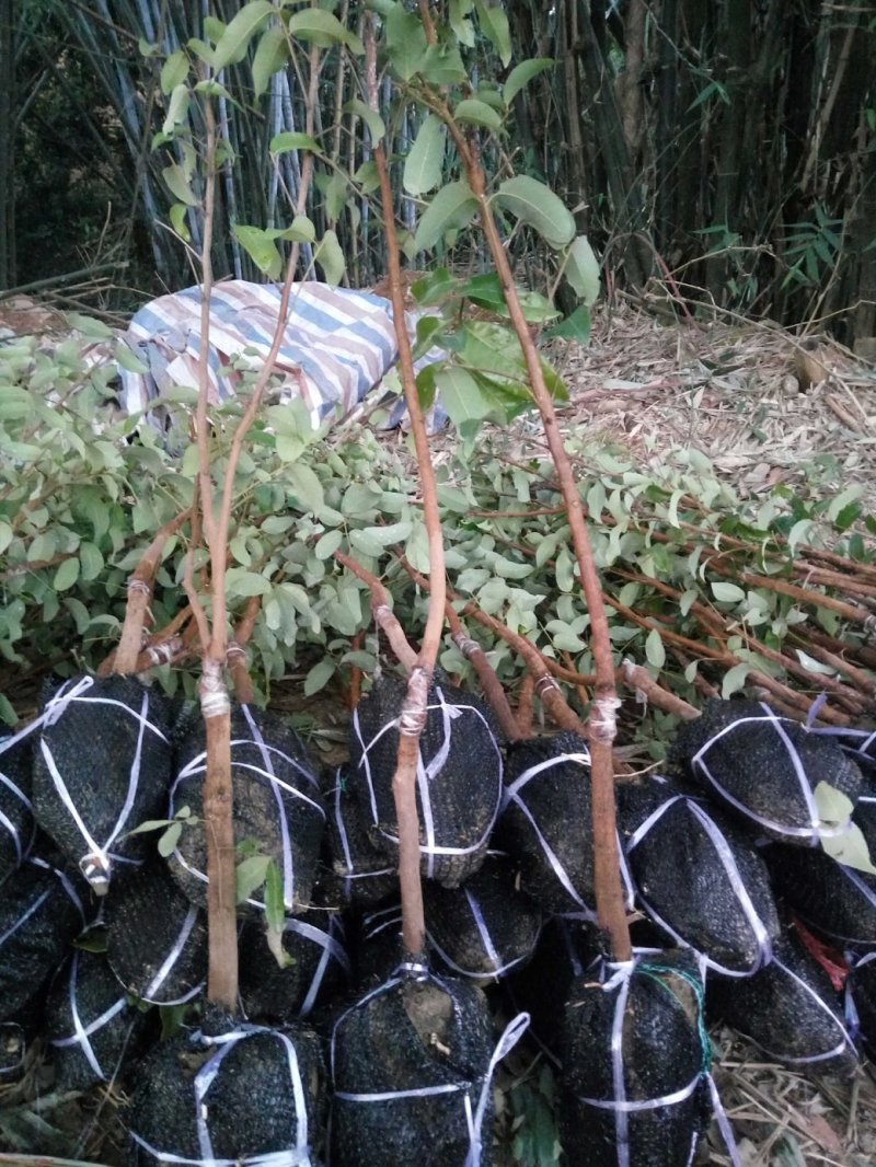 桂圆苗优良桂圆嫁接树苗，储良，石夹，四季龙眼