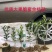 脆蜜金桔苗.果皮特脆甜.无油涩味.量大可开正式发票