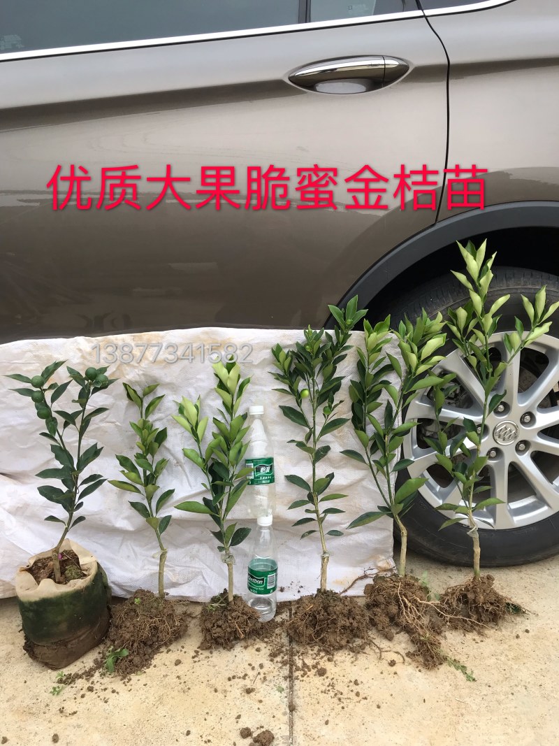 脆蜜金桔苗.果皮特脆甜.无油涩味.量大可开正式发票