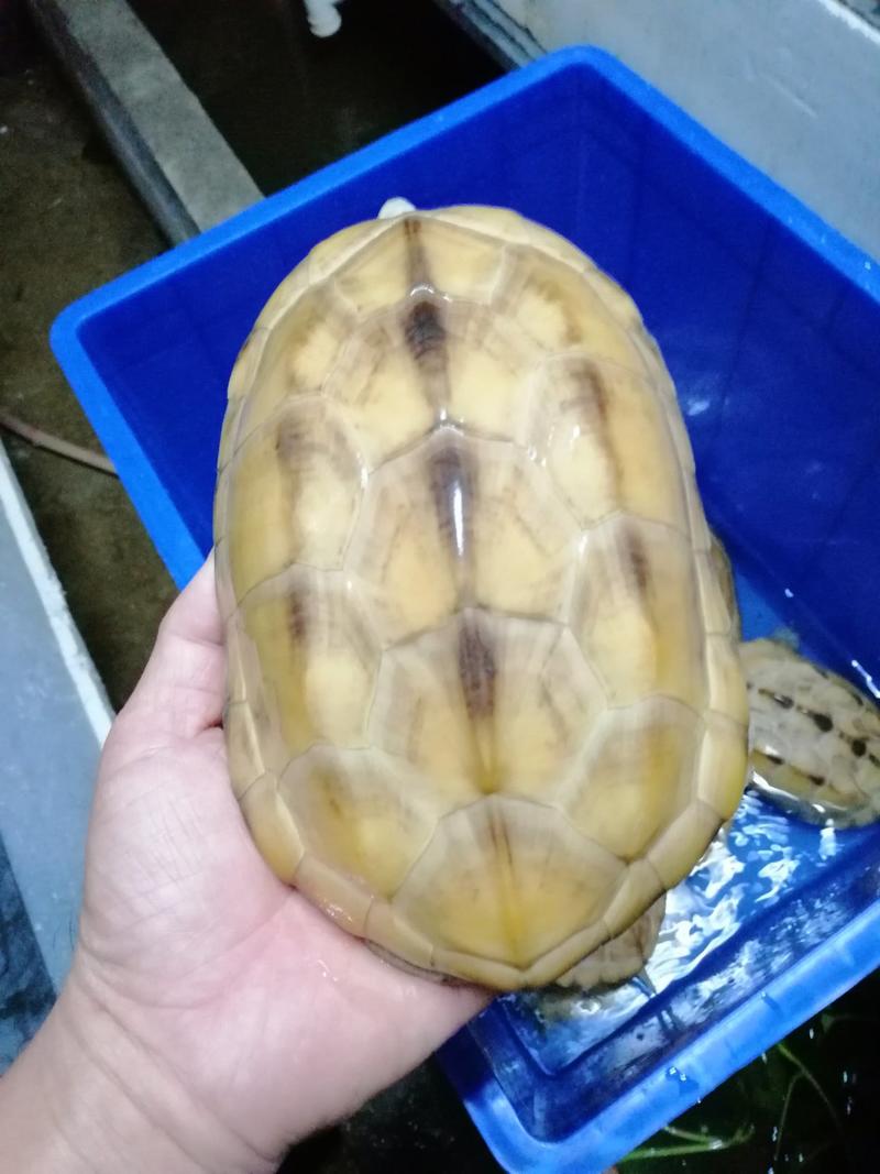 白玉中华草龟，1.8到2斤/个，按个出230元/个包邮，