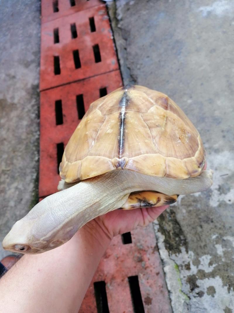 白玉中华草龟，1.8到2斤/个，按个出230元/个包邮，