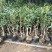 桂花桂花苗桂花盆景全部现挖现卖基地直销