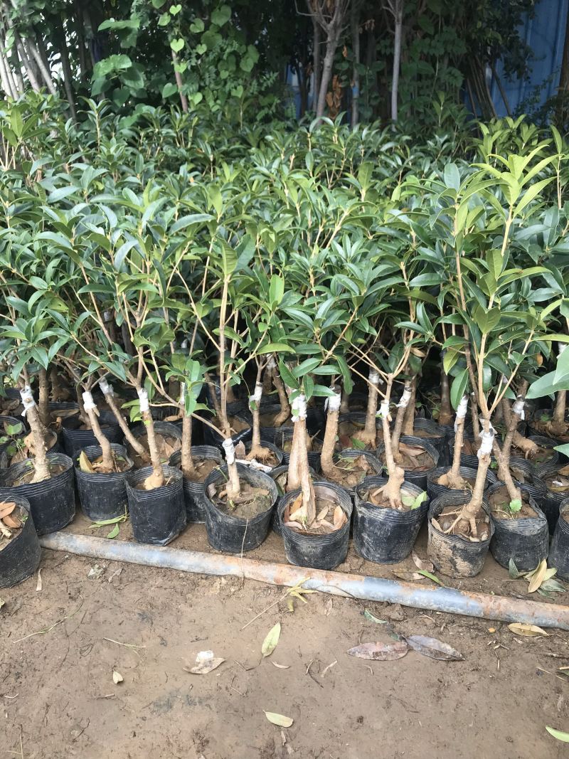 桂花桂花苗桂花盆景全部现挖现卖基地直销