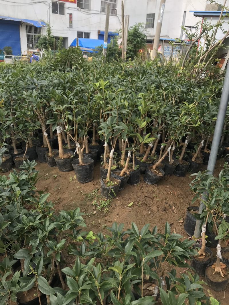 桂花桂花苗桂花盆景全部现挖现卖基地直销