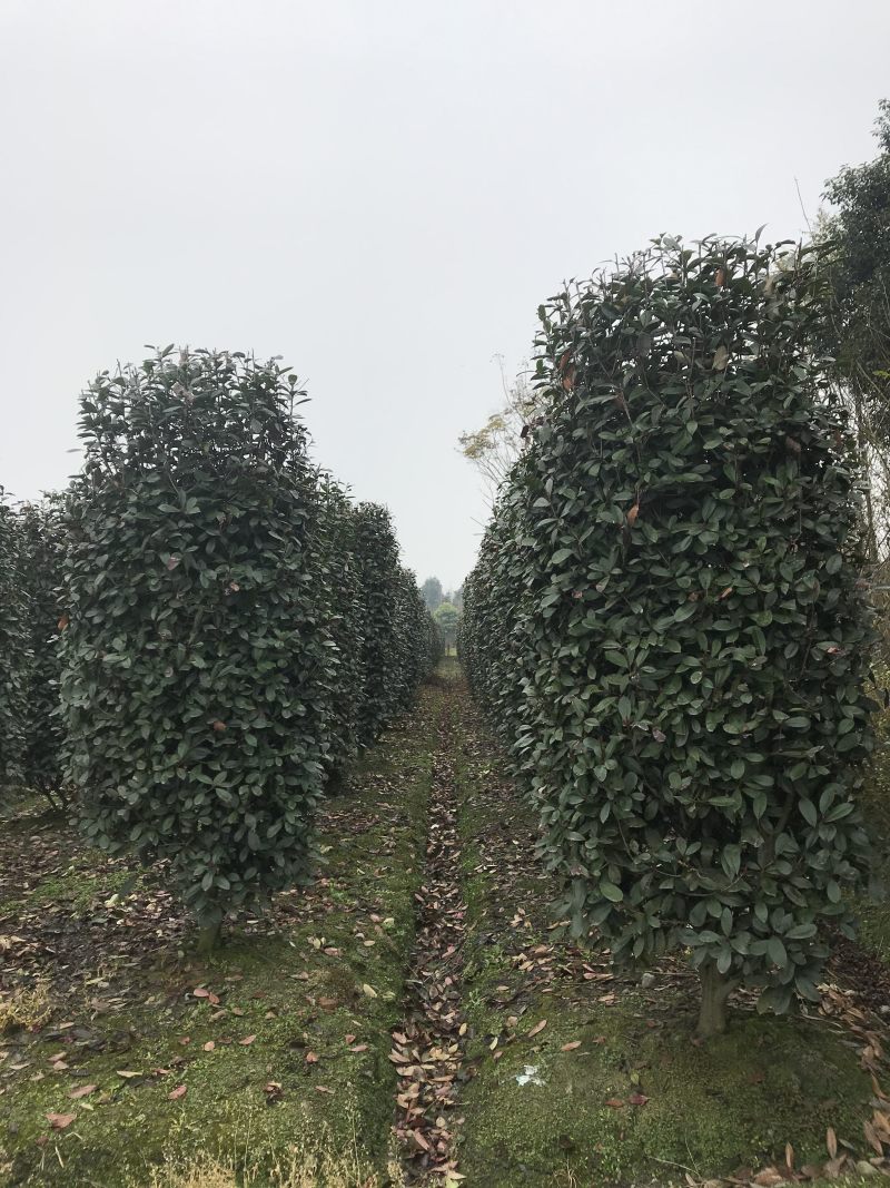 成都大量出售水杉树各规格有货