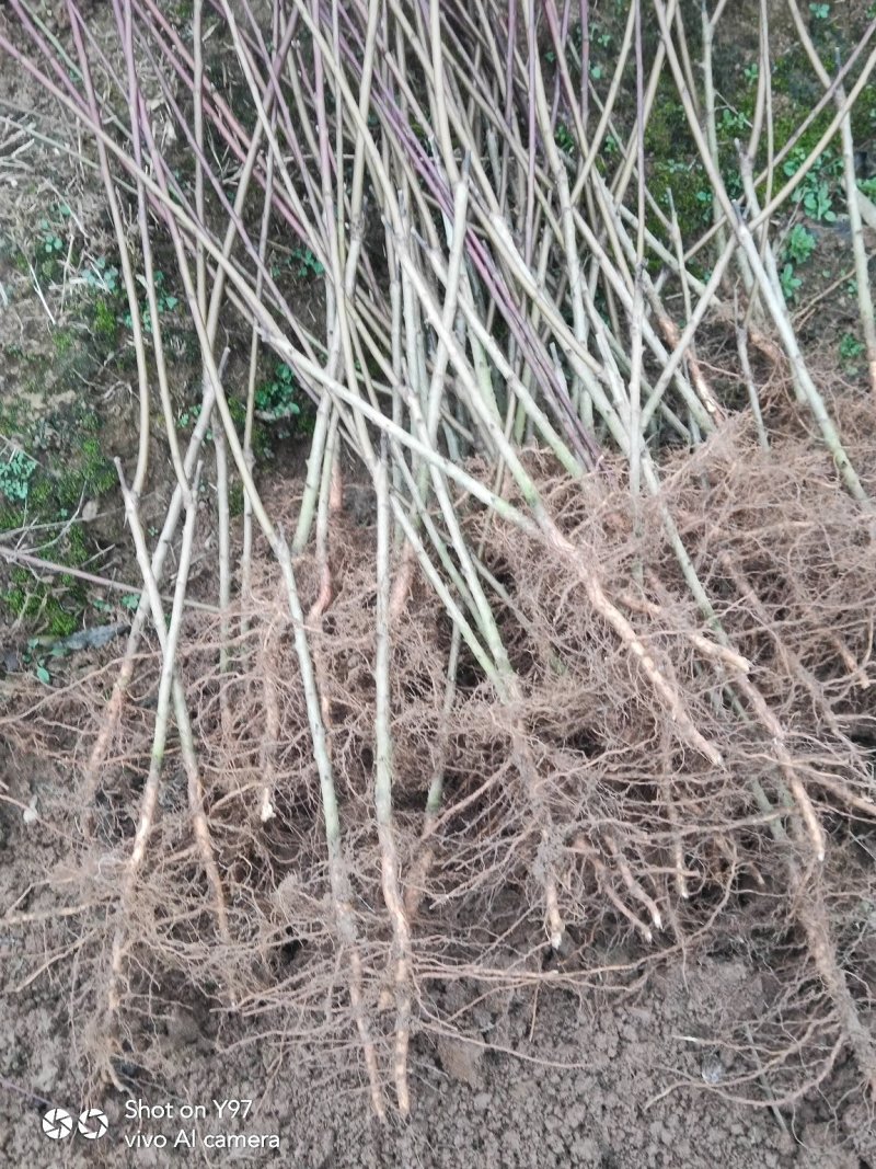 绵绣黄桃苗:、正宗品种，假一赔十，当天挖苗下午发货。
