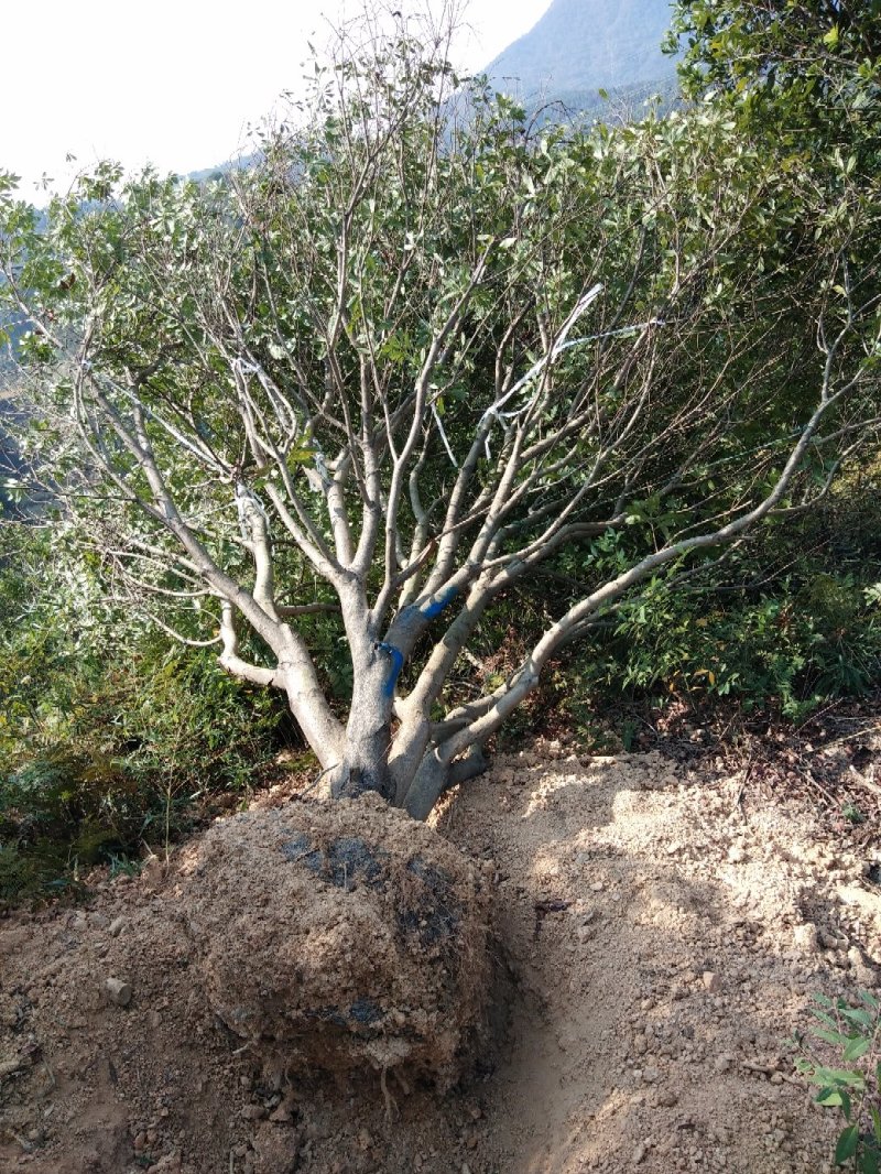 大量出售各种规格假植东魁黑炭杨梅