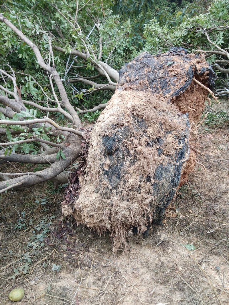 大量出售各种规格假植东魁黑炭杨梅