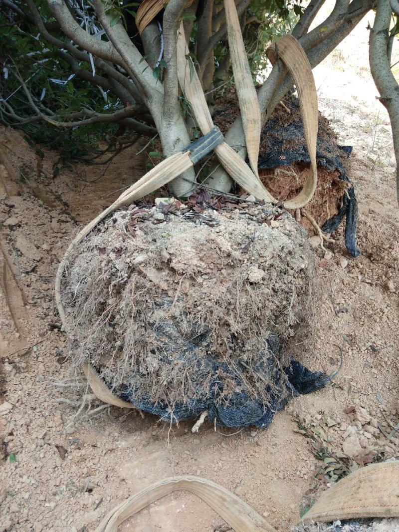 大量出售各种规格假植东魁黑炭杨梅