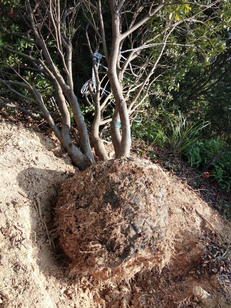 大量出售各种规格假植东魁黑炭杨梅