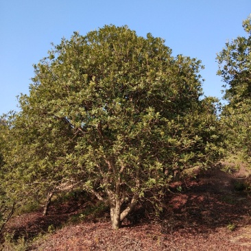 大量出售各种规格假植东魁黑炭杨梅