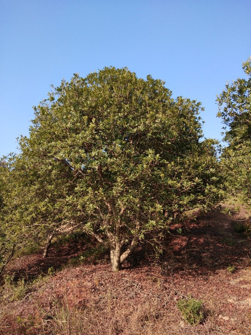 大量出售各种规格假植东魁黑炭杨梅