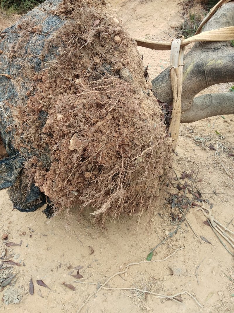 大量出售各种规格假植东魁黑炭杨梅