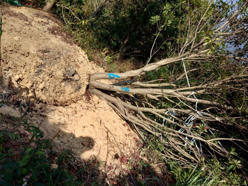 大量出售各种规格假植东魁黑炭杨梅