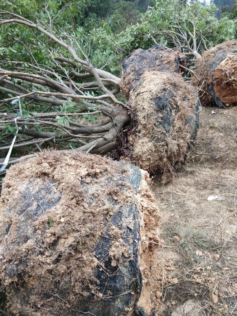大量出售各种规格假植东魁黑炭杨梅