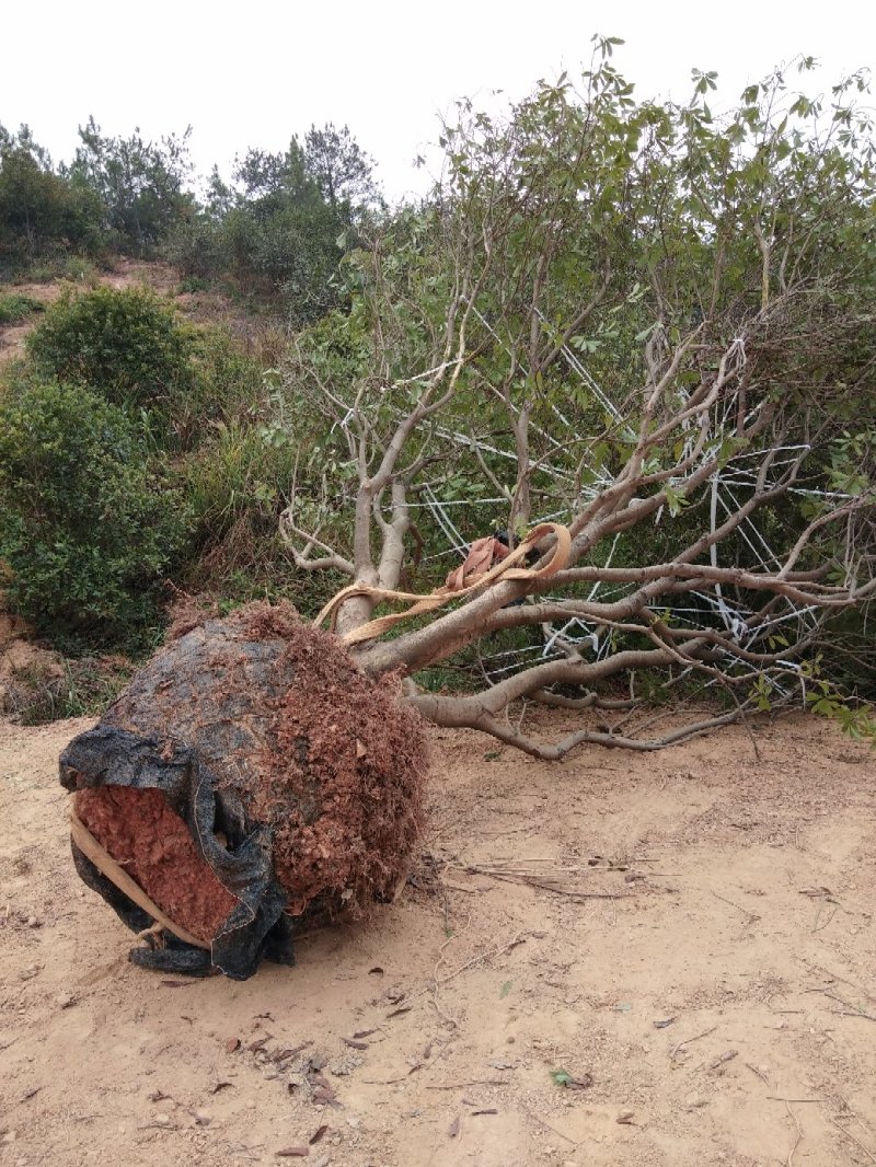 大量出售各种规格假植东魁黑炭杨梅