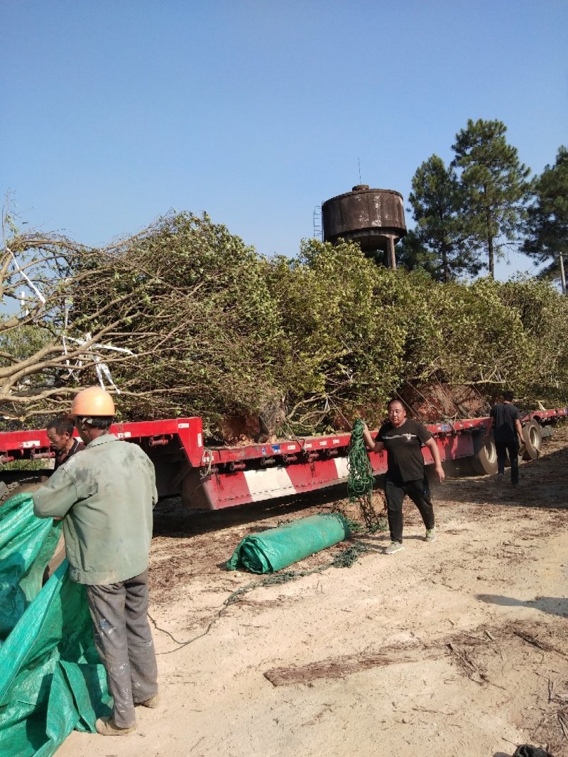 大量出售各种规格假植东魁黑炭杨梅