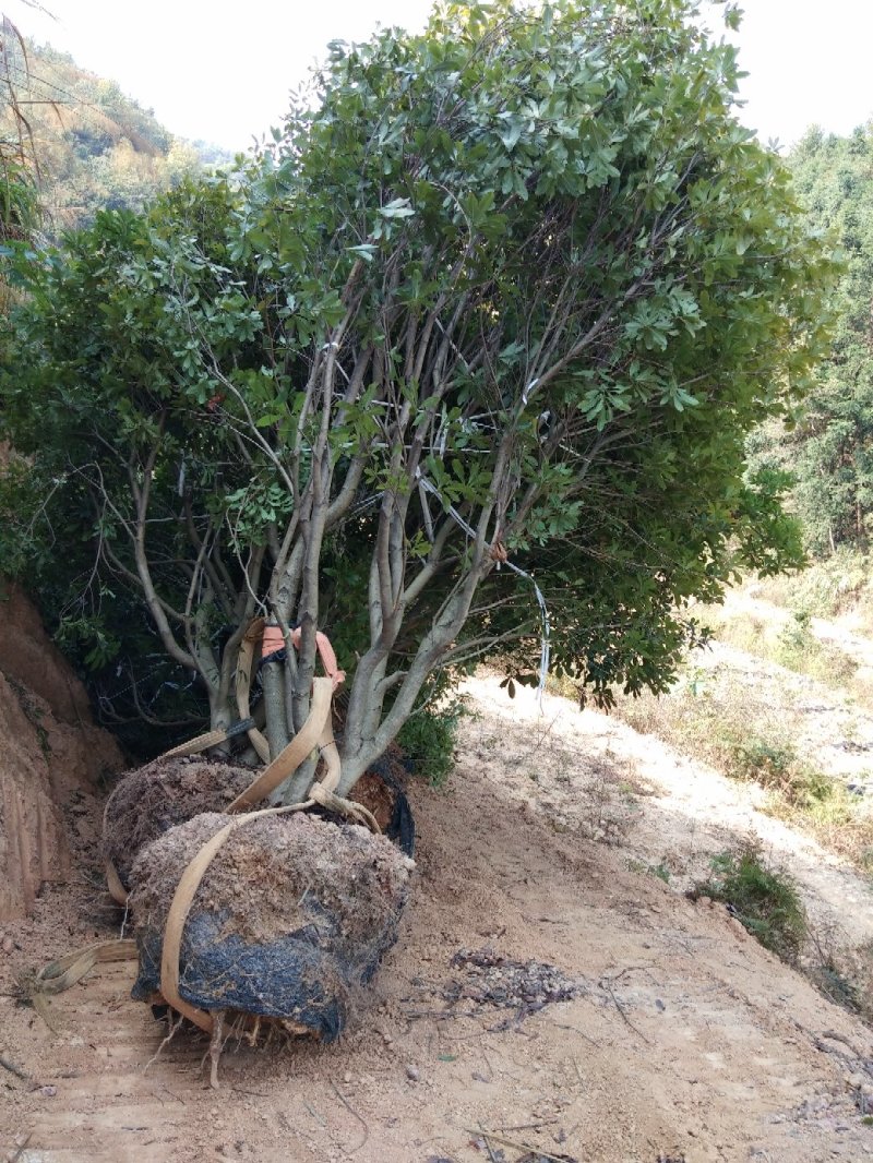 大量出售各种规格假植东魁黑炭杨梅