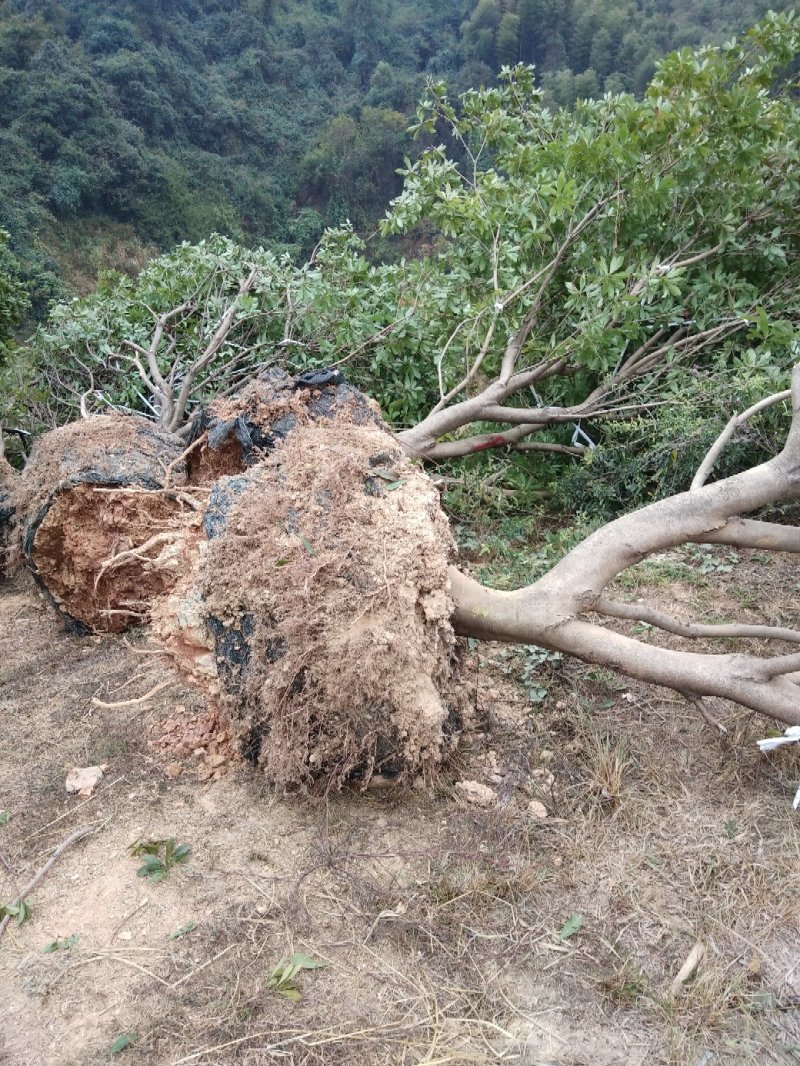 大量出售各种规格假植东魁黑炭杨梅