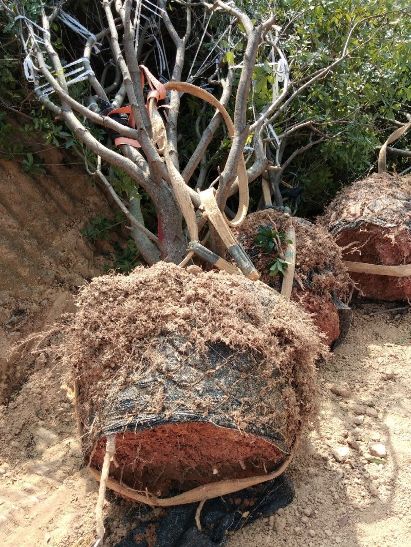 大量出售各种规格假植东魁黑炭杨梅