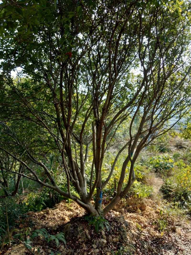 大量出售各种规格假植东魁黑炭杨梅