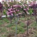 日本樱花树苗樱花树苗嫁接樱花苗日本樱花早樱晚樱小苗盆栽庭