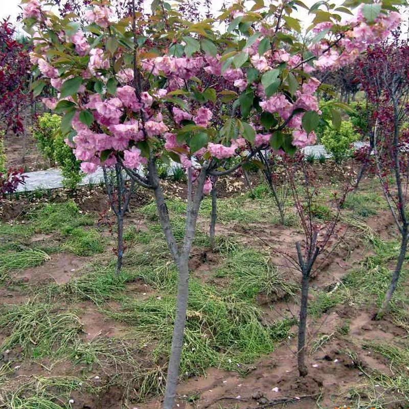 日本樱花树苗樱花树苗嫁接樱花苗日本樱花早樱晚樱小苗盆栽庭