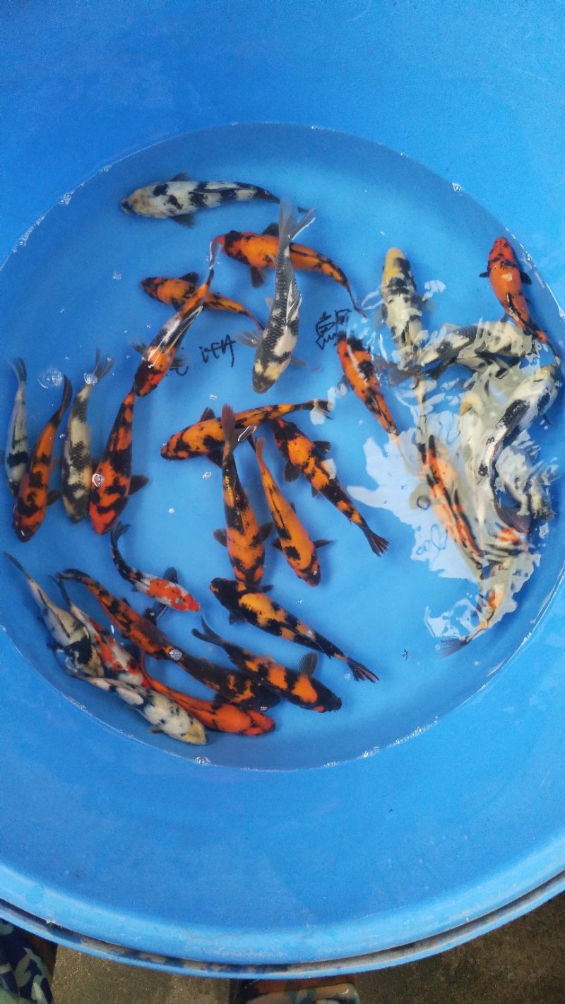 种苗
