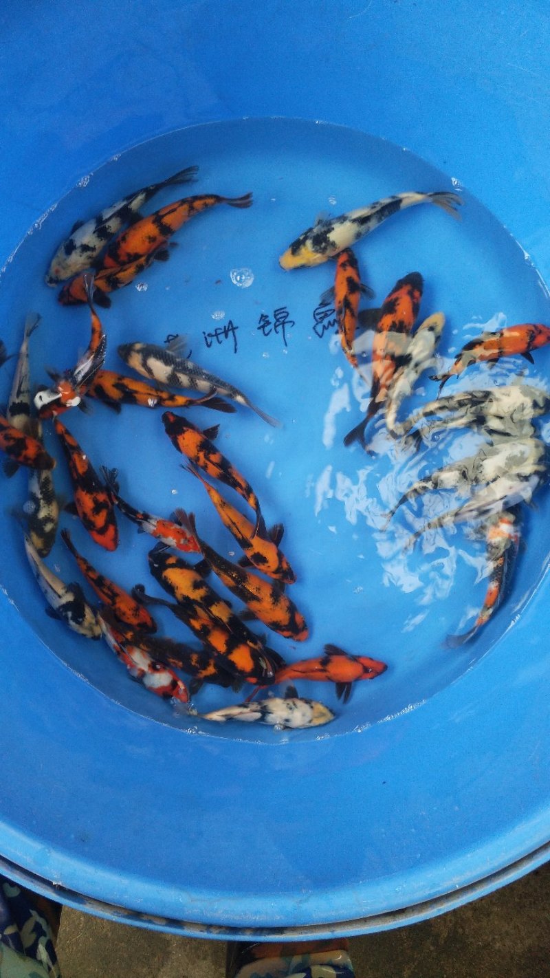 水产