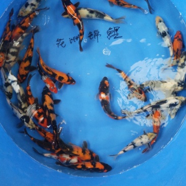 水产