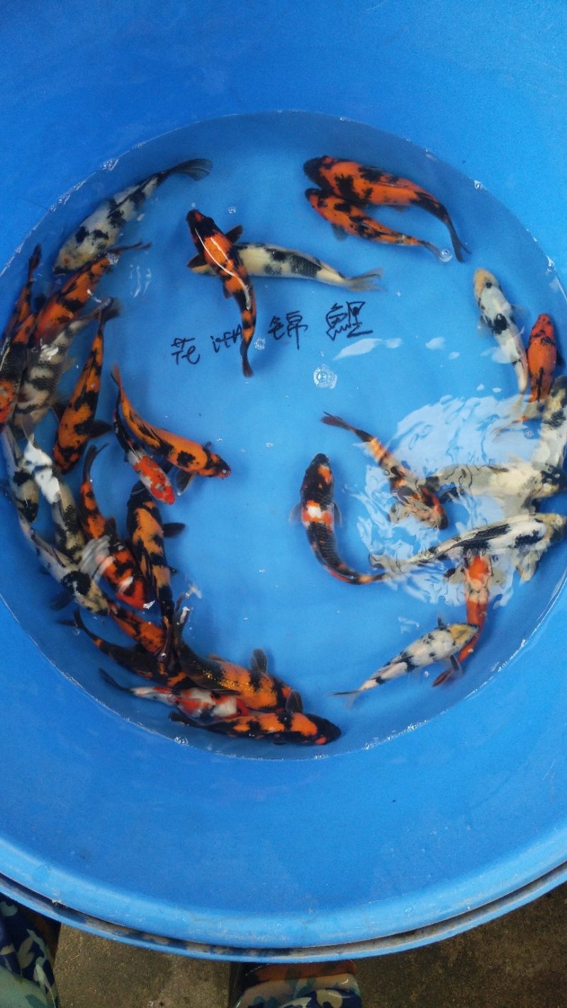 水产