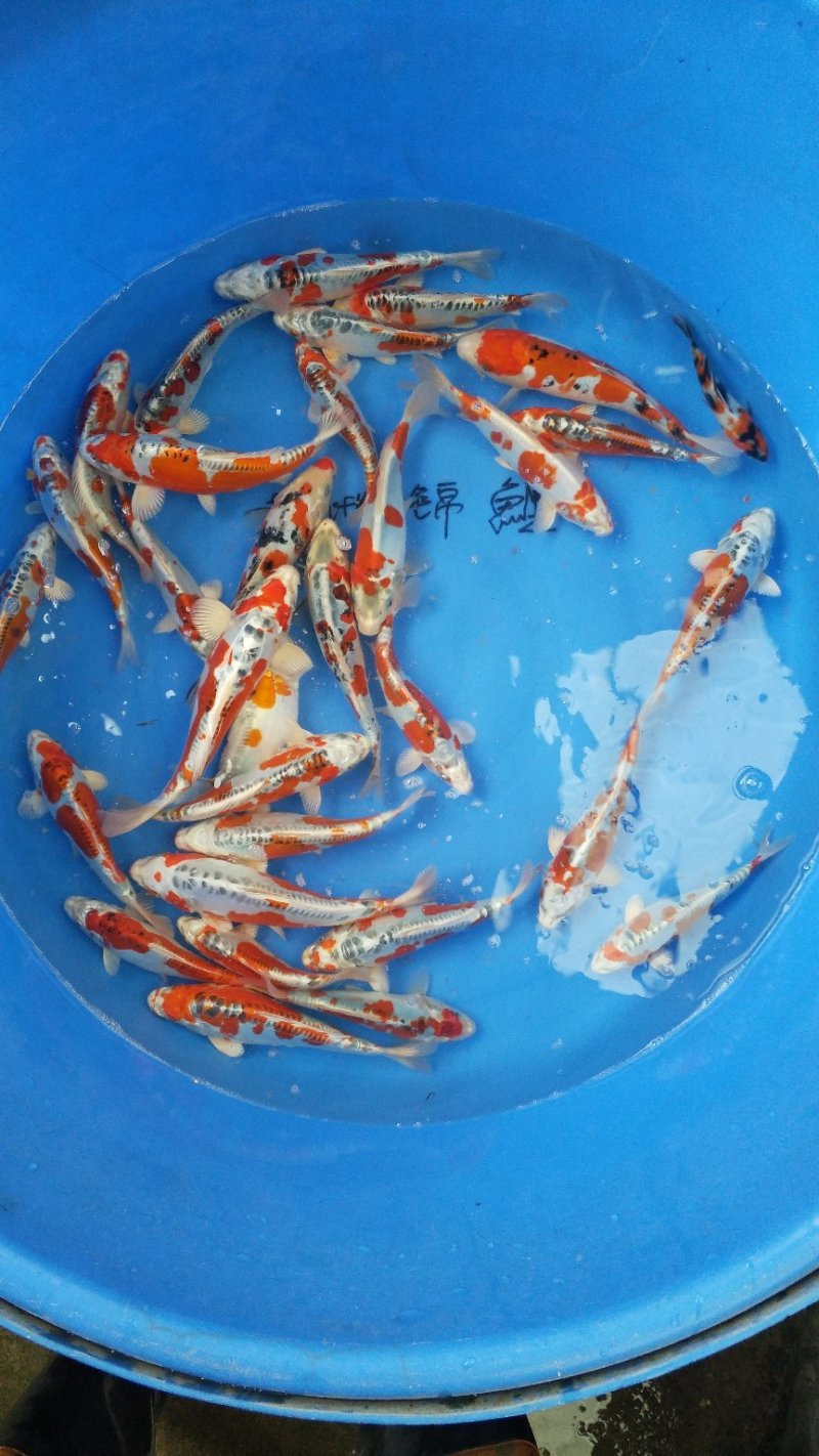 德系皮光鲤鱼。色泽鲜艳，段落分明。
