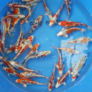鲤鱼苗