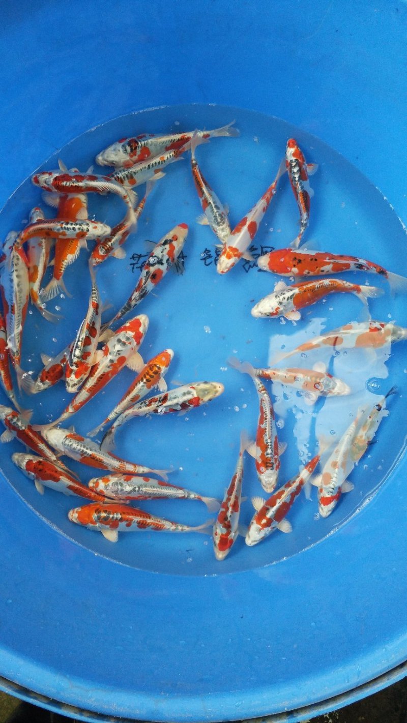 鲤鱼苗