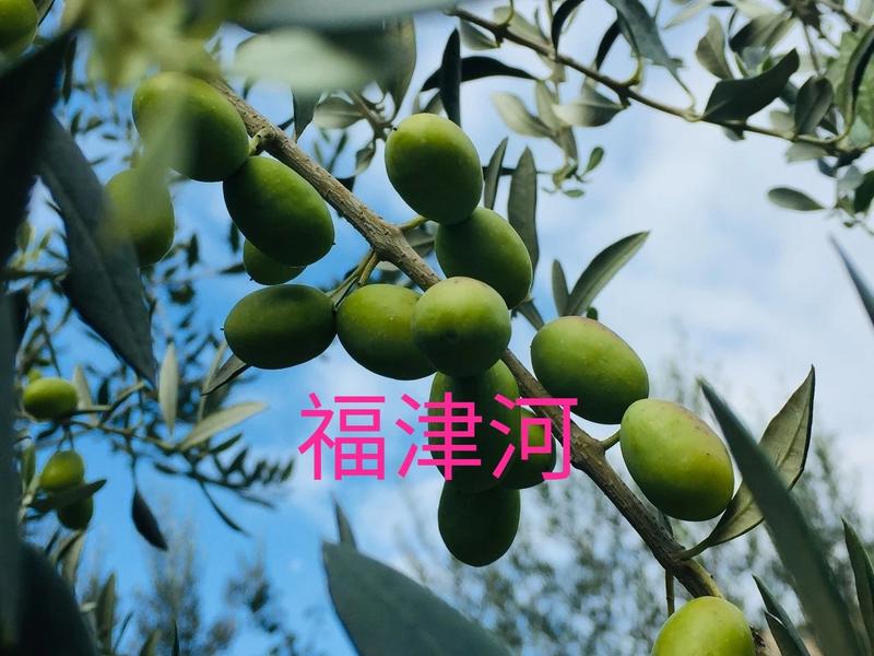 油橄榄果油橄榄扦插枝条橄榄油自产自销