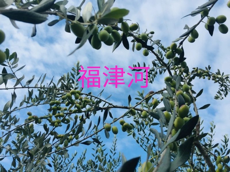 油橄榄果油橄榄扦插枝条橄榄油自产自销