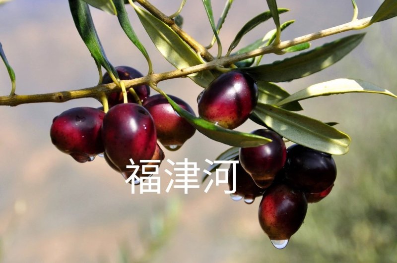 油橄榄果油橄榄扦插枝条橄榄油自产自销