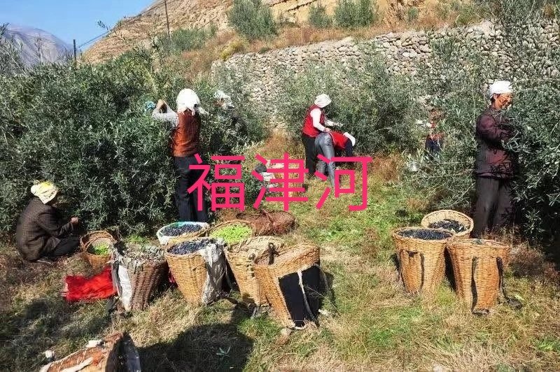 油橄榄果油橄榄扦插枝条橄榄油自产自销