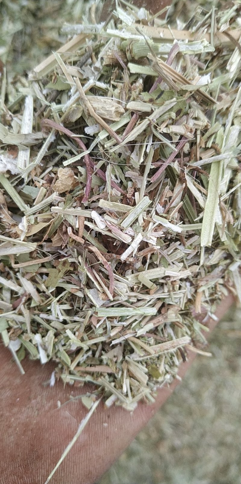 花生秧
