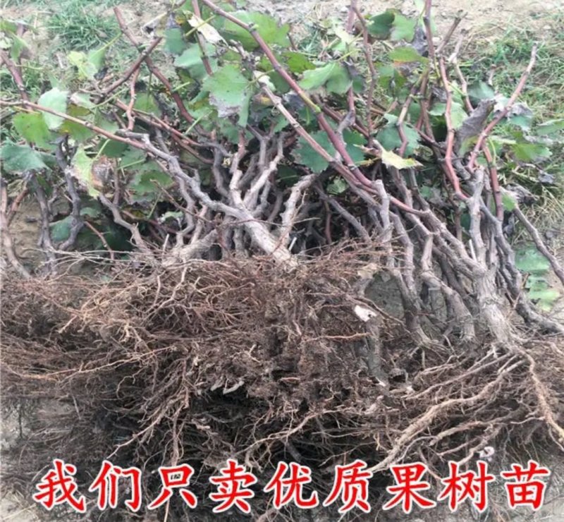 葡之梦葡萄苗成活率高包正品欢迎实地选苗