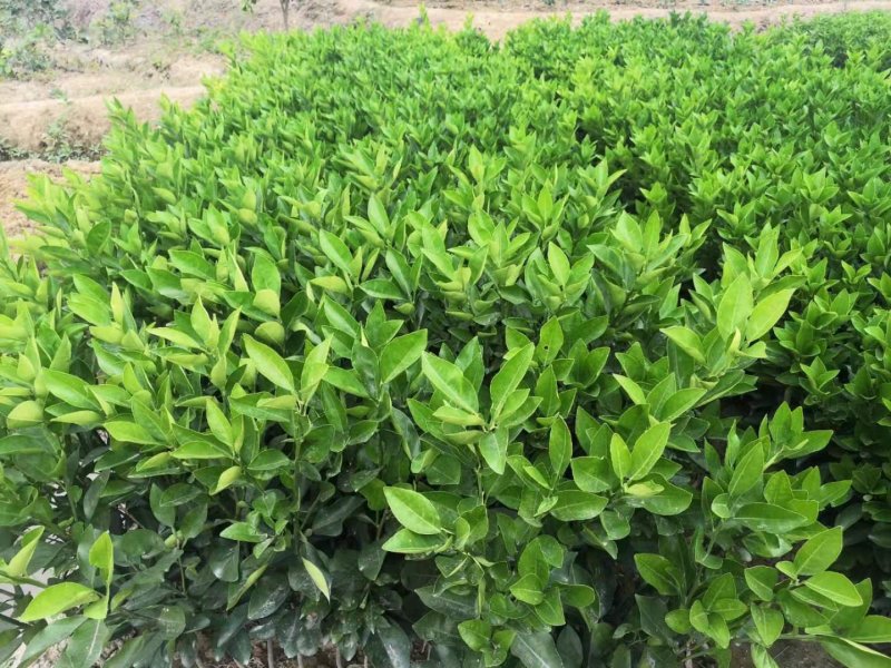 橙子树苗红江橙苗正品嫁接苗