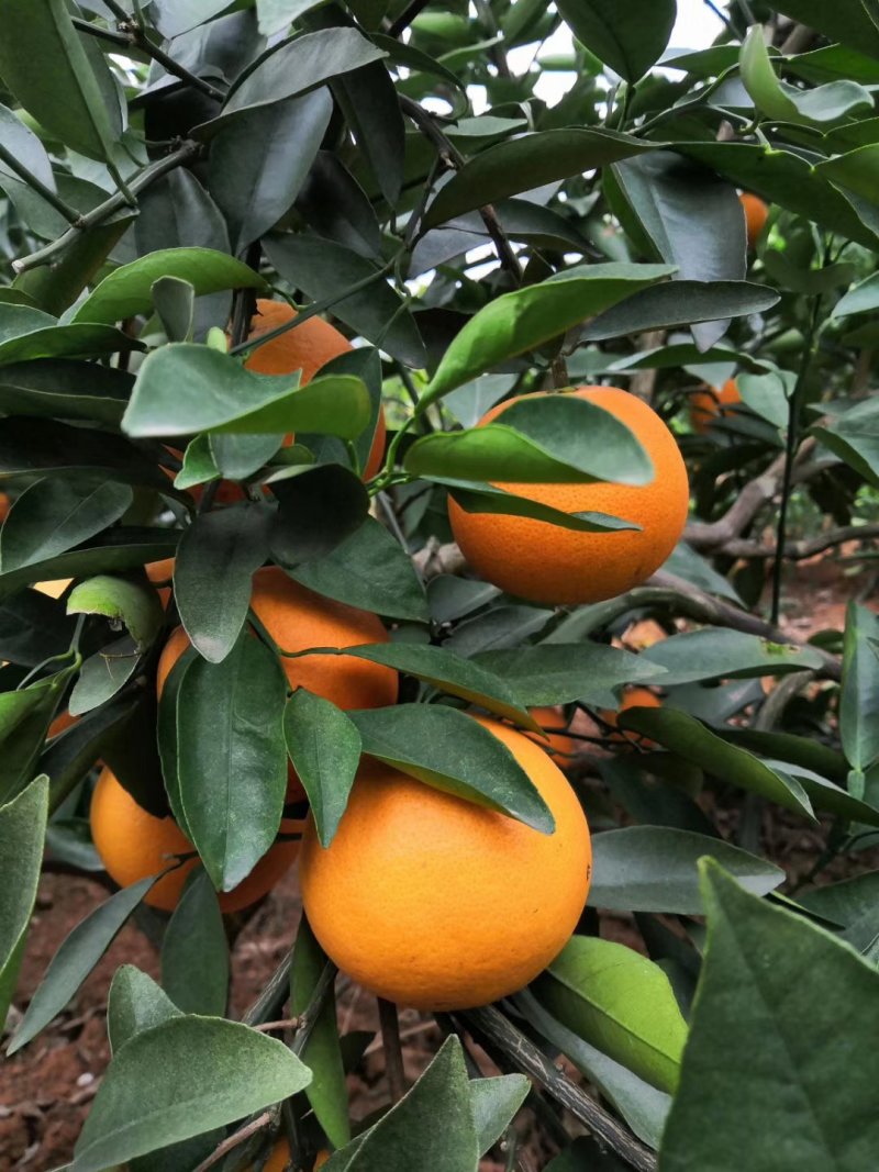 橙子树苗红江橙苗正品嫁接苗
