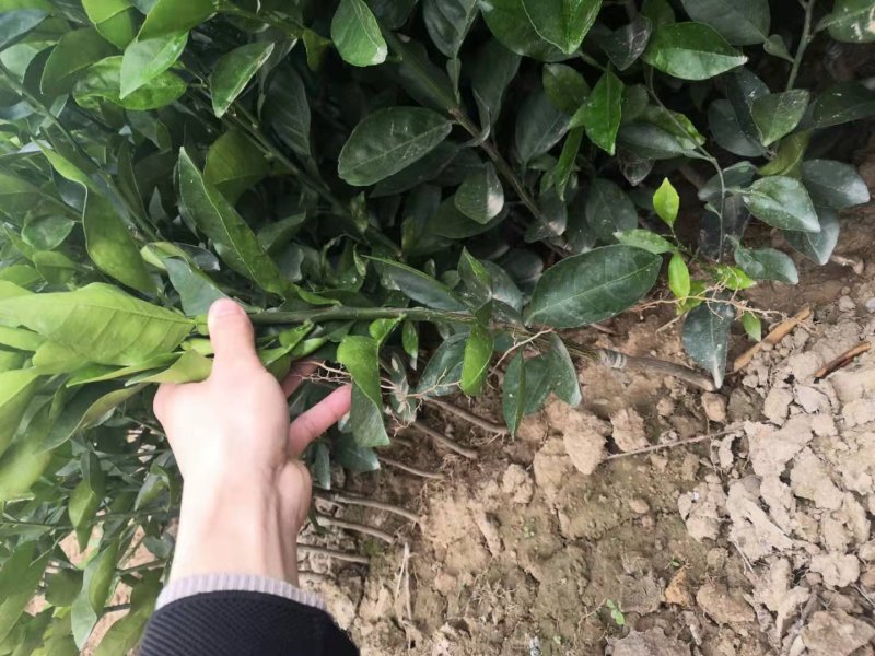 橙子树苗红江橙苗正品嫁接苗