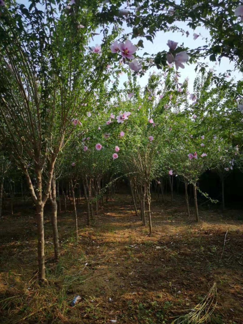 木槿规格齐全，货源充足。部分腾地处理