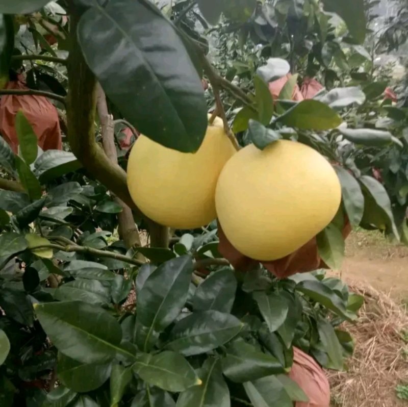 蜜柚苗【速生生长结果快】包品种包质量成活率高