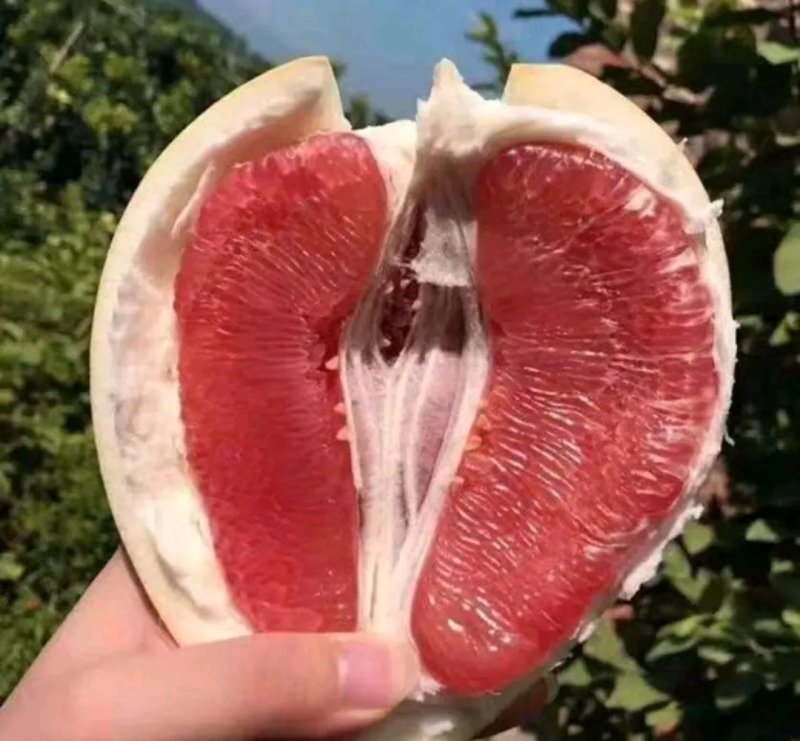 蜜柚苗【速生生长结果快】包品种包质量成活率高